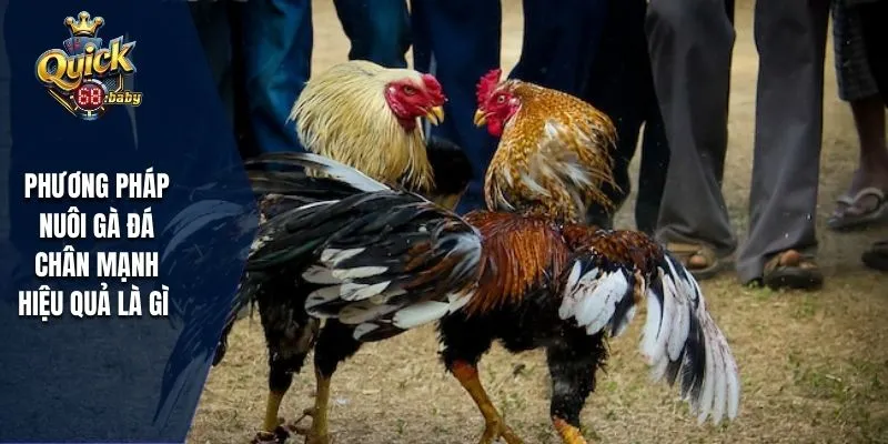 Phương pháp nuôi gà đá chân mạnh hiệu quả là gì 