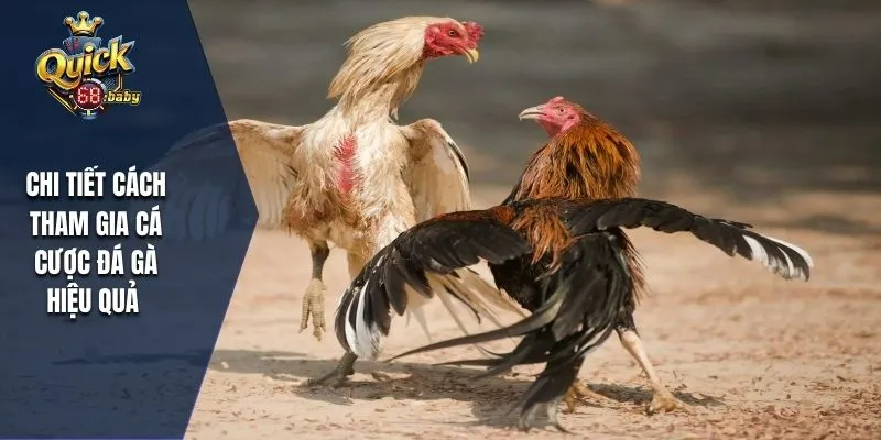 Chi tiết cách tham gia cá cược đá gà hiệu quả 