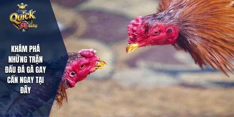 Khám phá những trận đấu đá gà gay cấn ngay tại đây