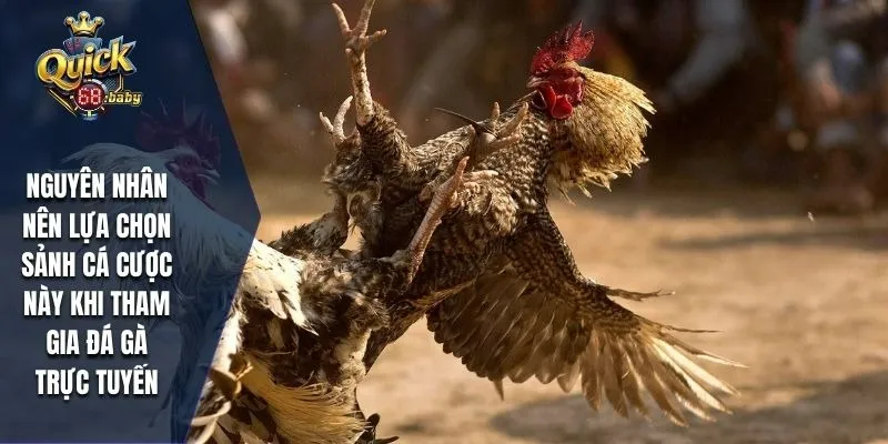Nguyên nhân nên lựa chọn sảnh cá cược này khi tham gia đá gà trực tuyến